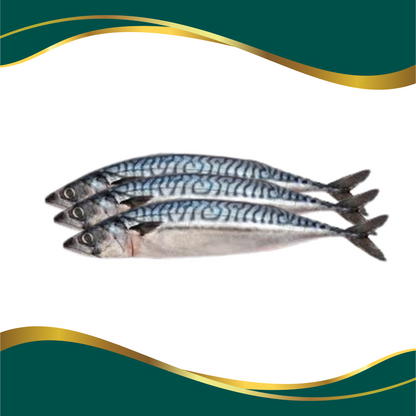 Mackerel Fish / Titus Whole Fish Box